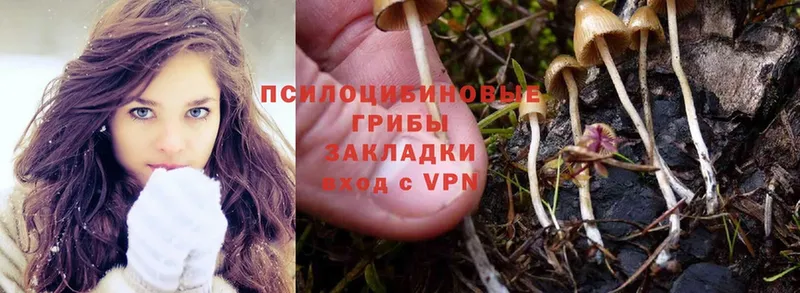 kraken tor  Артёмовск  Псилоцибиновые грибы Psilocybe 